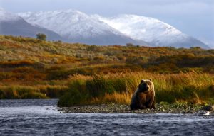 kodiak car shipping