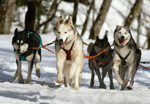 You are currently viewing Kicking off the 47th Iditarod Trail Sled Dog Race!