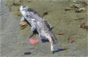 Read more about the article Salmon Death Toll Rise in Alaska