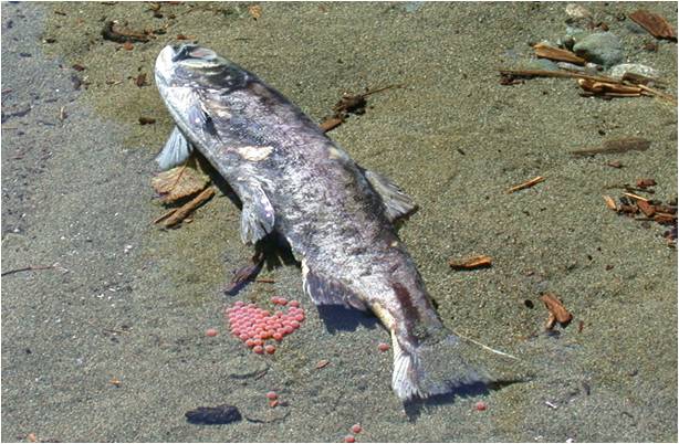 You are currently viewing Salmon Death Toll Rise in Alaska