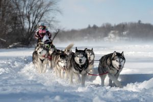 Read more about the article Dog Sled: Alaska’s Transportation Tradition