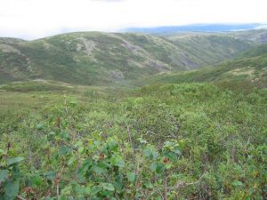Read more about the article Chris McCandless Bus Visitors Rescued