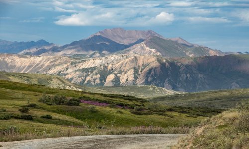 You are currently viewing Drive to Denali for Stunning Summer Sights