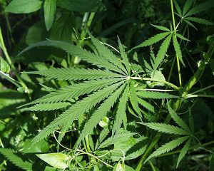 Read more about the article Marijuana and Truck Driving: How is Pot Impacting the Industry?