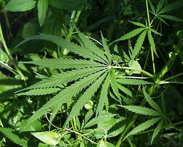 You are currently viewing Marijuana and Truck Driving: How is Pot Impacting the Industry?