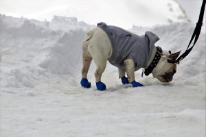 Read more about the article Anchorage Considers Tightening City’s Dog Leash Ordinance