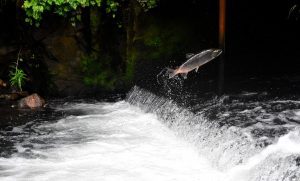 Read more about the article EPA is Moving to Block Mine Threatening Salmon Habitat