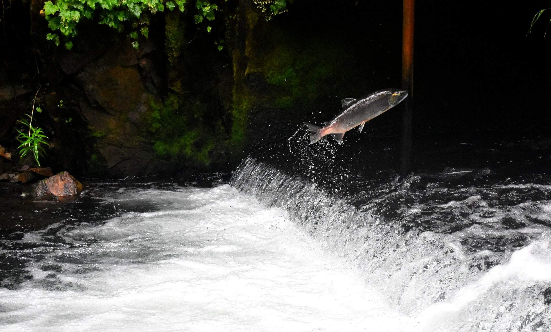 You are currently viewing EPA is Moving to Block Mine Threatening Salmon Habitat