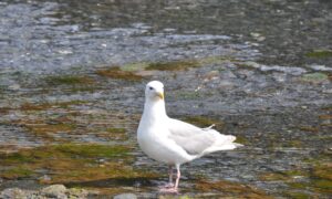 Read more about the article Avian Flu Returns to Alaska, Bringing New Health Risks